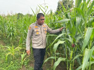Kabag SDM Polres Rohul Turun Lapangan, Pastikan Jagung Hibrida Tumbuh Optimal