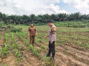 Polisi Cinta Petani, Polsek Bangkinang Barat Pantau Jagung Pipil di Desa Siabu