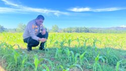 Langkah Nyata untuk Pangan Nasional, Polres Rohul Cek Pertumbuhan Jagung di Lahan Luas