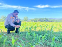 Langkah Nyata untuk Pangan Nasional, Polres Rohul Cek Pertumbuhan Jagung di Lahan Luas