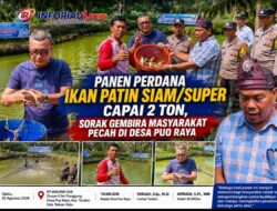 PANEN PERDANA IKAN PATIN SIAM/SUPER CAPAI 2 TON, SORAK GEMBIRA MASYARAKAT PECAH DI DESA PUO RAYA
