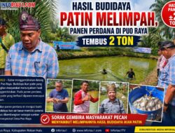Hasil Budidaya Patin Melimpah, Panen Perdana di Puo Raya Tembus 2 Ton